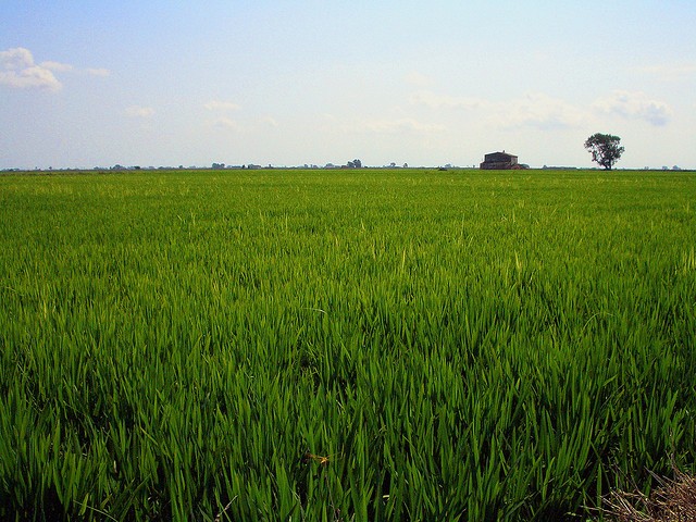 delta del ebro by bailemoselbimbo delta del ebro by bailemoselbimbo