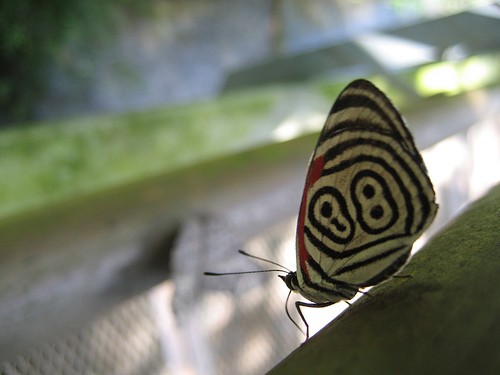 mariposa de iguazu by reflectification