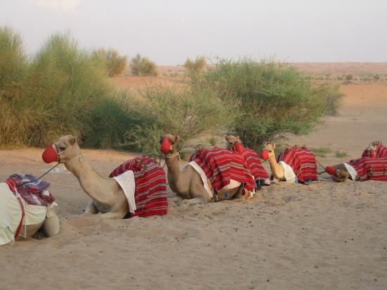 carabana de camellos