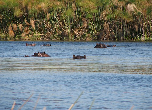 hipopotamos by ecololo