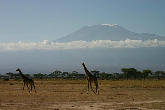 jirafas frente el Kilimanjaro