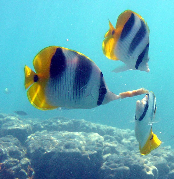 peces arrecife laguna Bora Bora