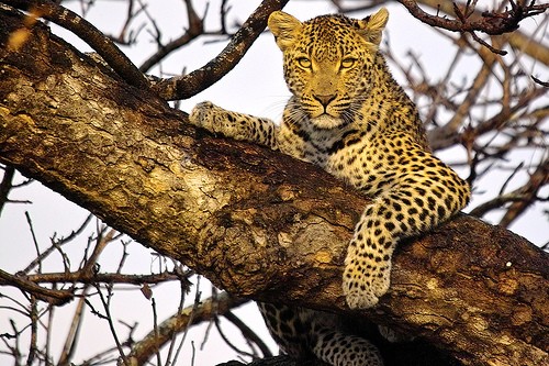 leopardo en el arbol by arno & louise