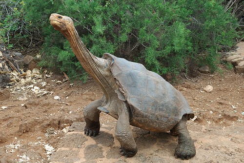 tortuga by marc shandro tortuga by marc shandro