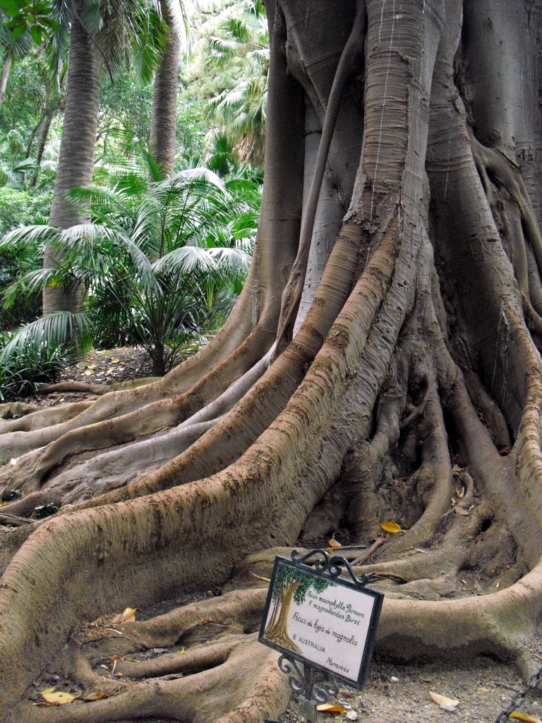 jardín botánico by missviajes  TAGS: