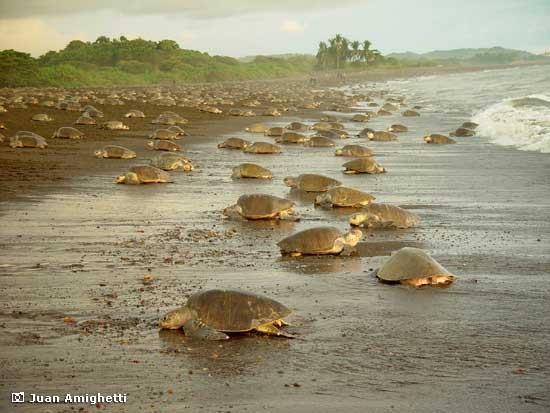 Parque Nacional de Tortuguero Parque Nacional de Tortuguero