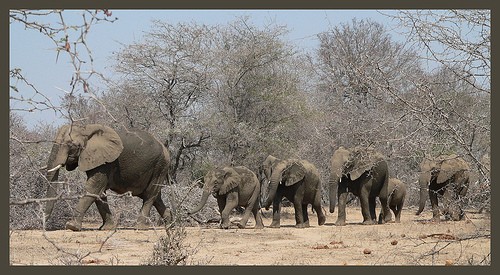 follow the lider by mozambique moments follow the lider by mozambique moments