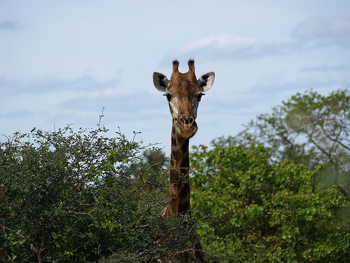 jirafa by carlo tancredi jirafa by carlo tancredi